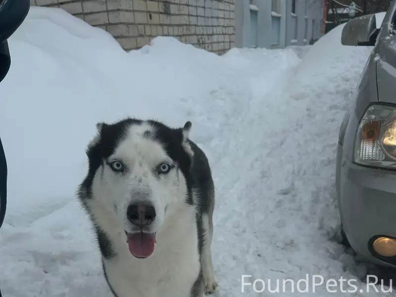 Найден кобель, Сормовский район