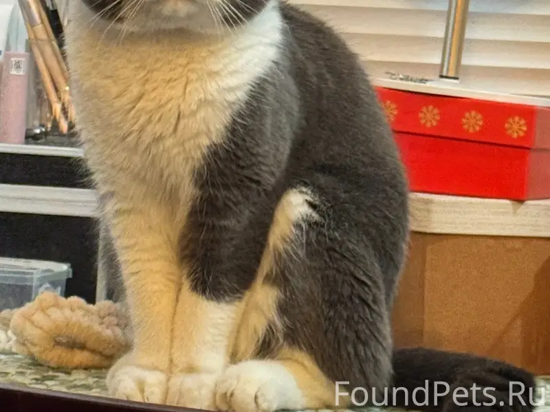 Найден кот, Ленинский район