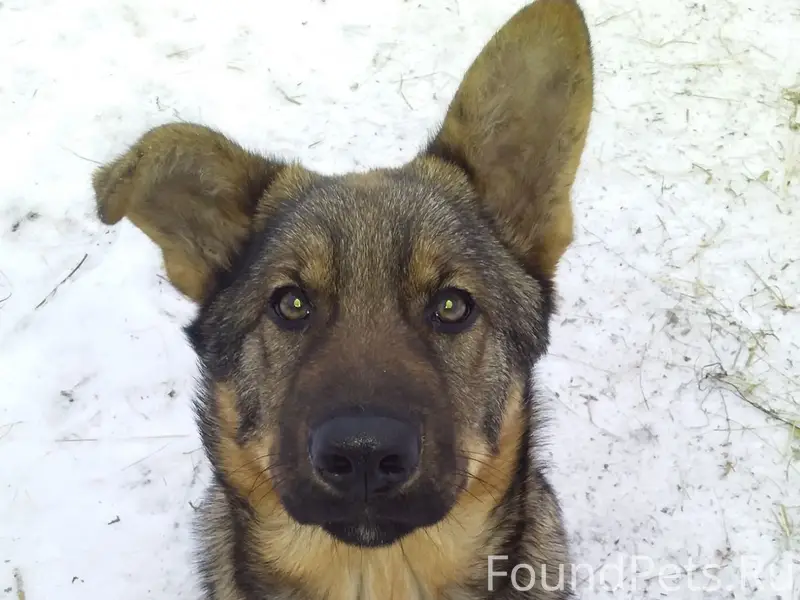 Пропала немецкая овчарка, без клички