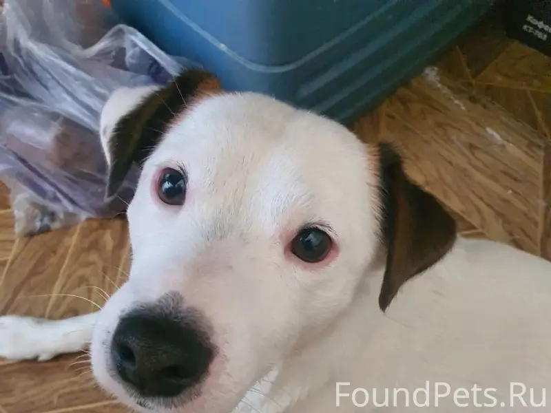 Пропал пёс Рекс, Ленинский район