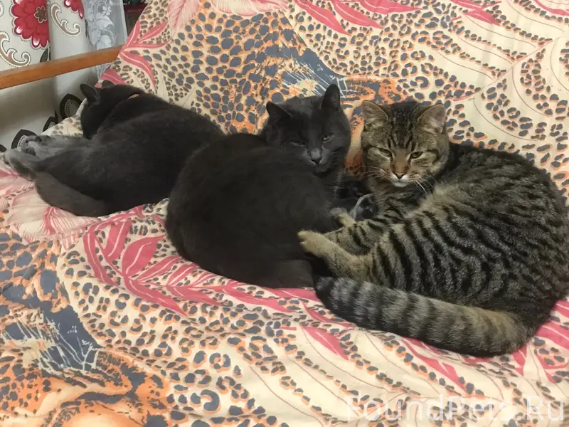 Пропал бенгальский кот, улица Чапаева
