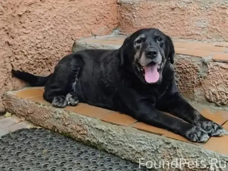 Пропал Лабрадор Райд, район каменного моста