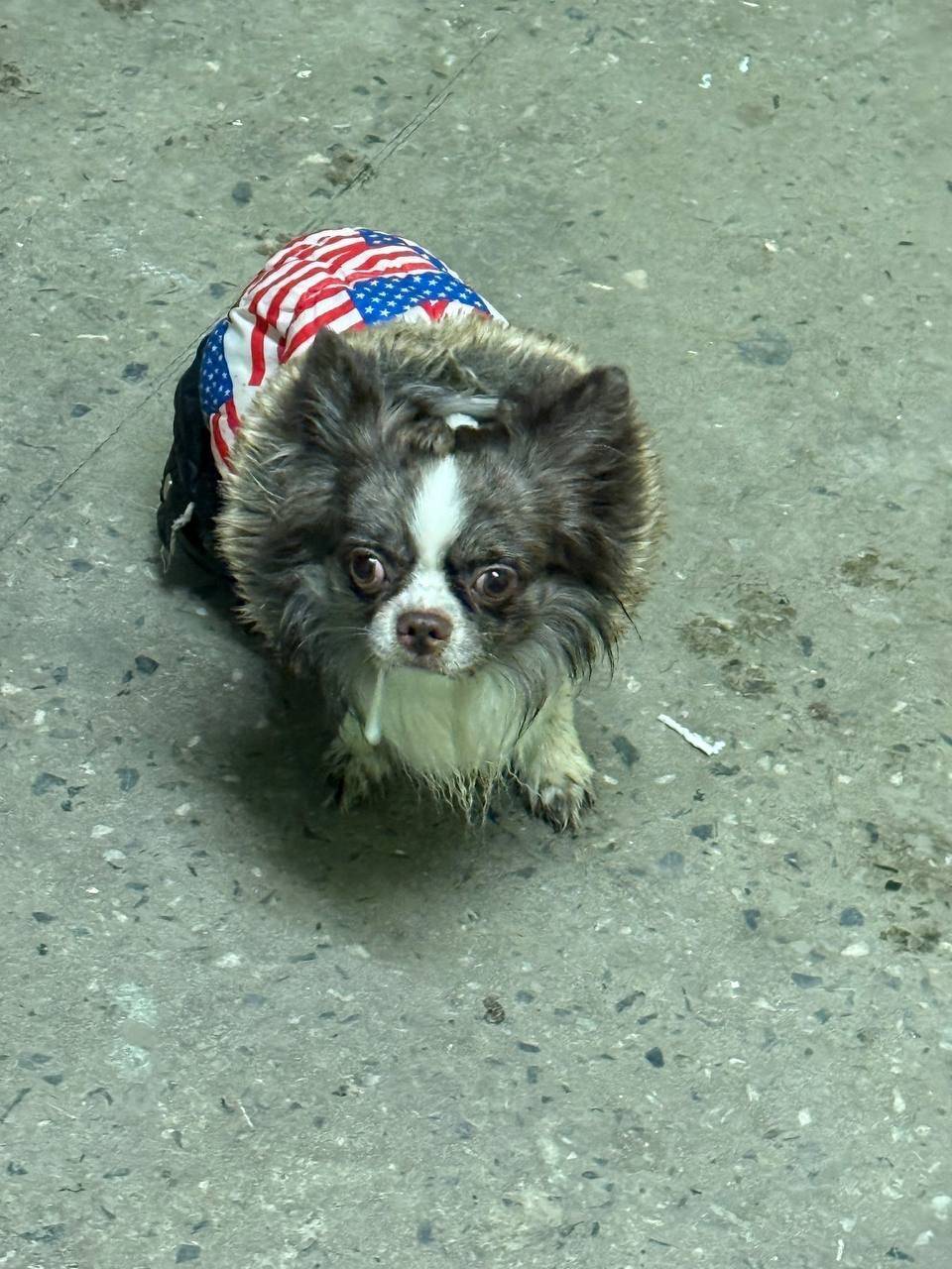 Найден тип собака, Санкт-Петербург, Красносельский район