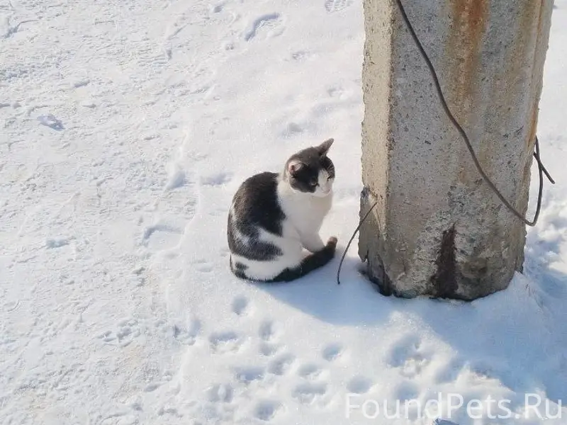 Найден кот, на Агалакова