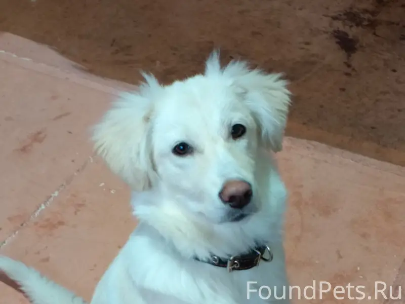 Пропала дворняжка Милка, белый окрас