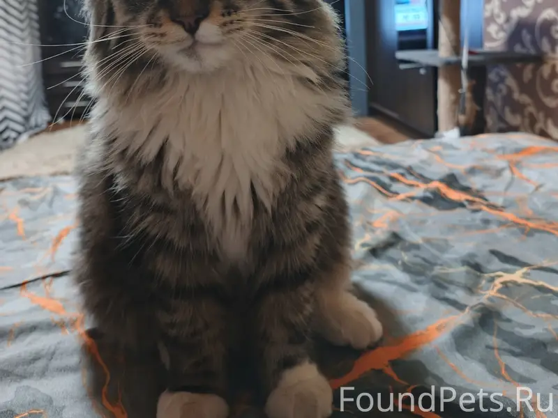 Пропал мейн-кун Томас, район городской стоматологии