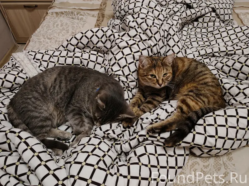 Пропали кошки, рыжая и полосатая, Аксубаево