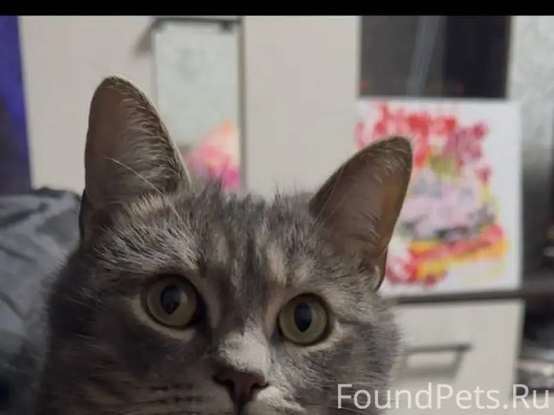 Пропал кот кличка барсик пропа...