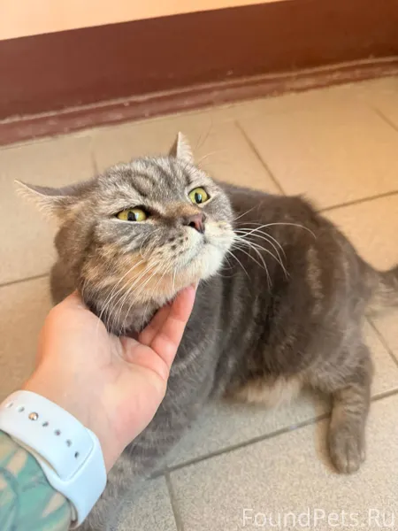 Найден кот,в подъезде Ураева 1...