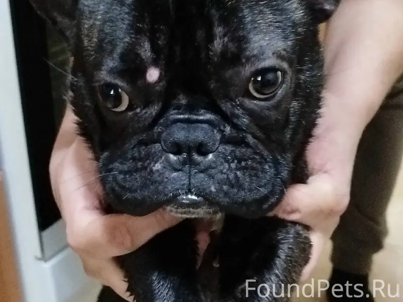 Найдена собака - кобель францу...
