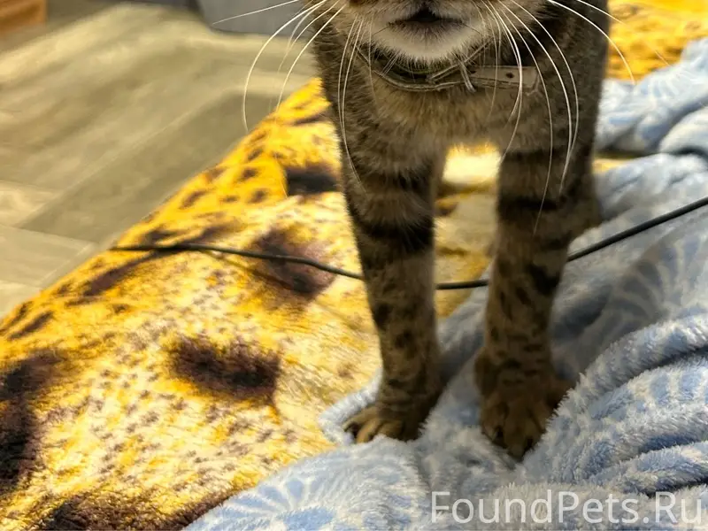 Пропал кот 29.01 в районе...