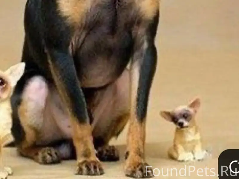 В Пинеровке бегает собака с ще...