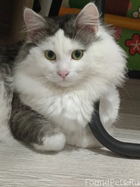 Пропал кот в районе Декабристо...