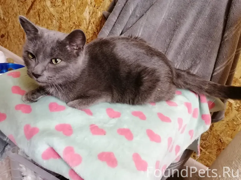 Молодая красавица Октябрина. Б...