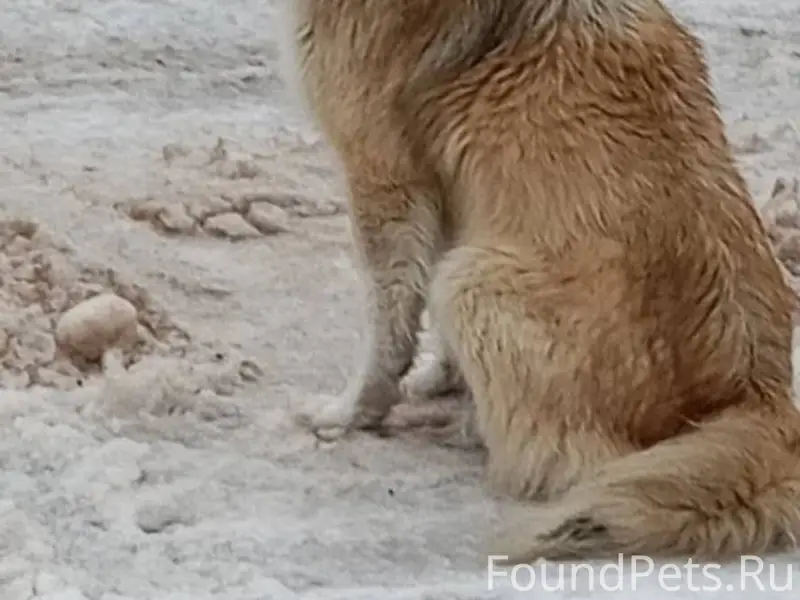 Внимание ❗ Пропала собака по к...