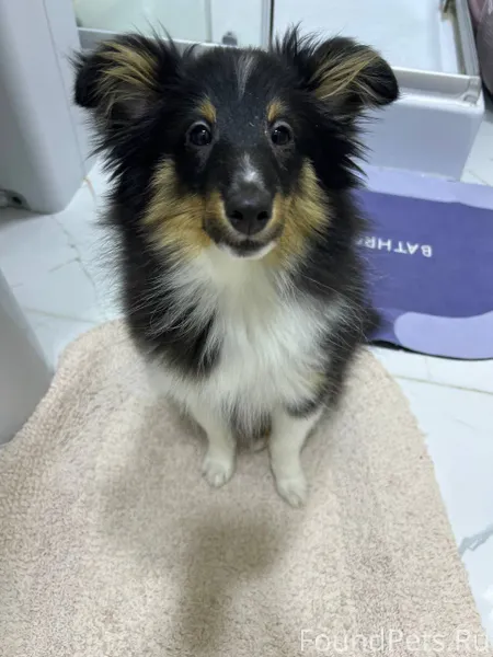 Внимание!!! Потерялась шелти щ...