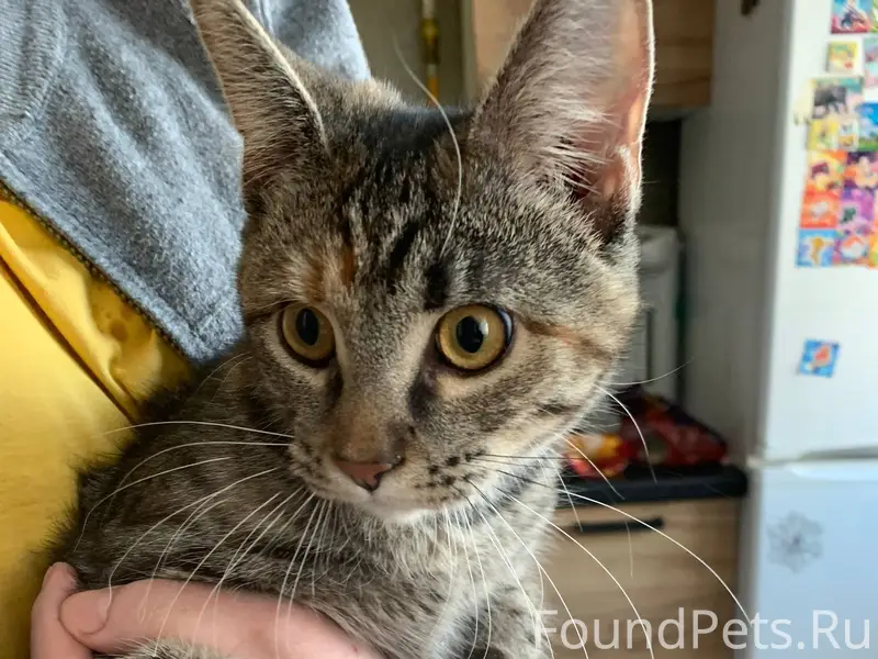 ❗❗❗❗❗НАЙДЕНА КОШКА❗❗❗ В доме с...