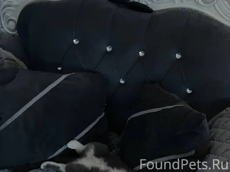 Пропала кошка,помогите пожалуй...