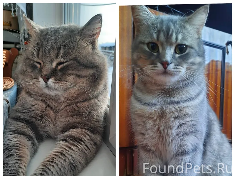 Пропал кот в районе улиц Дружб...