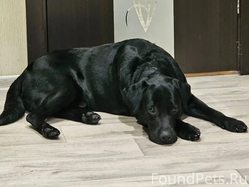 Найдена собака ! Черный лабрад...