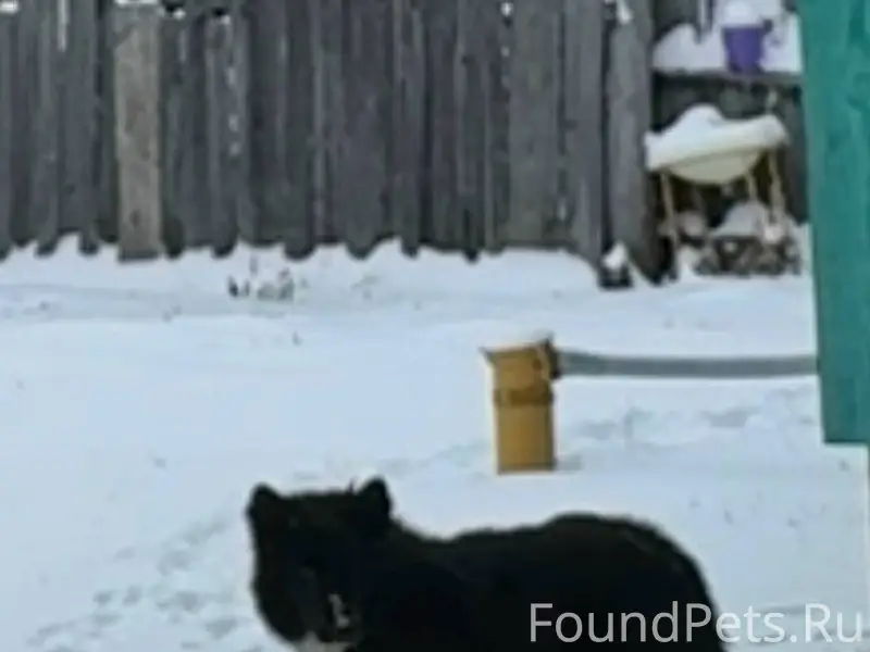 ❗️Пропала собака Актуш 2,5 год...