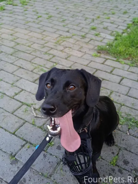 Потерялся пес, по кличке Бубли...