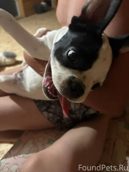 Потерялась собака французский ...