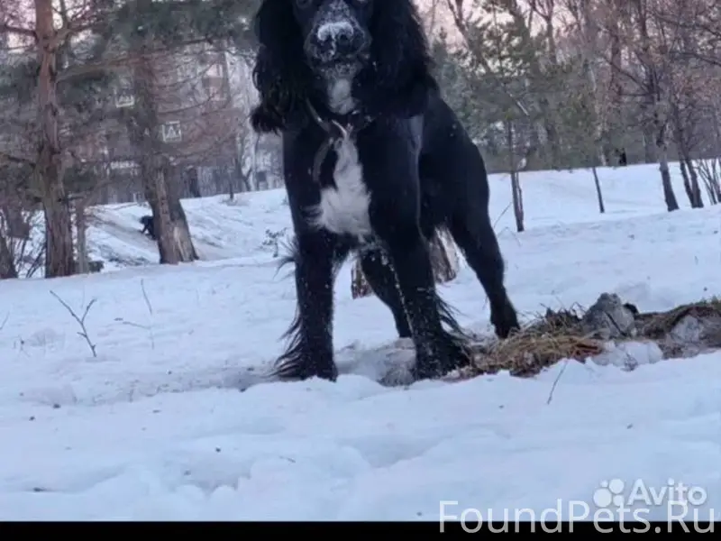 Потерялся в районе речпорта пе...