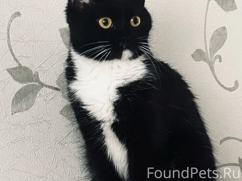 Пропала кошка🐈‍⬛ Зовут Мура 🐈‍...