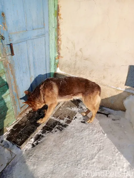Найдена собака, кобель, пришёл...