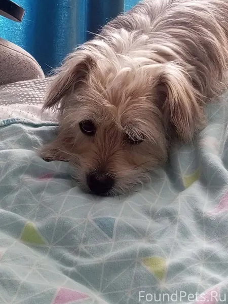 Ищу собаку, потерялся вчера в ...