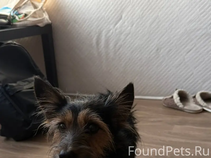 Дорогие жители, Нашли малыша н...