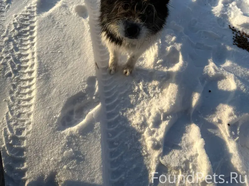 Чья потеряшка? Бегает в районе...