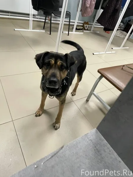 Найдена собака 🐕 Может кто зна...