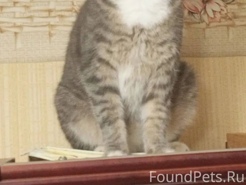 Пропал кот( кастрат) Ленинград...