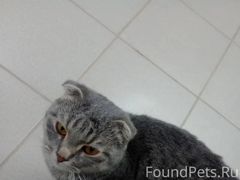 3 февраля найдена кошка в Боро...
