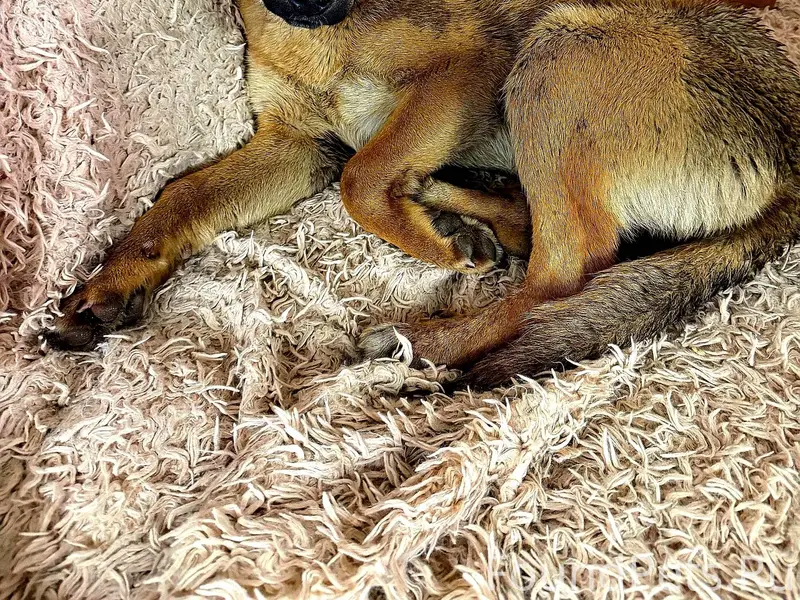 Умная и добрая собака недавно ...