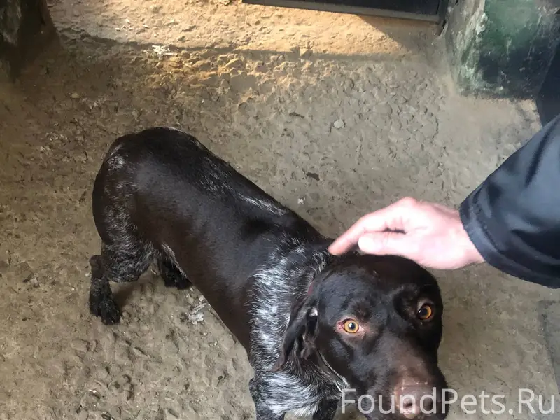 Найдена собака мальчик коричне...