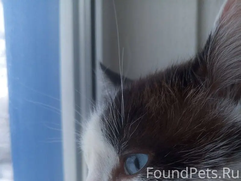 Пропал кот в районе Луначарско...