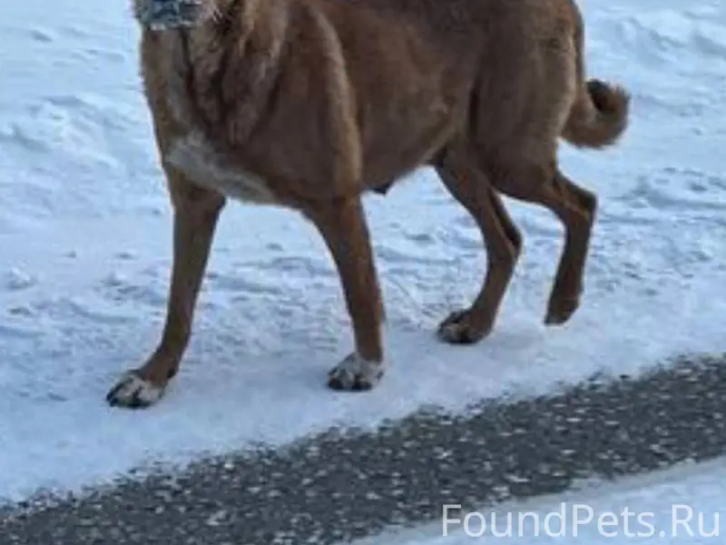 Собака в районе семеновских са...