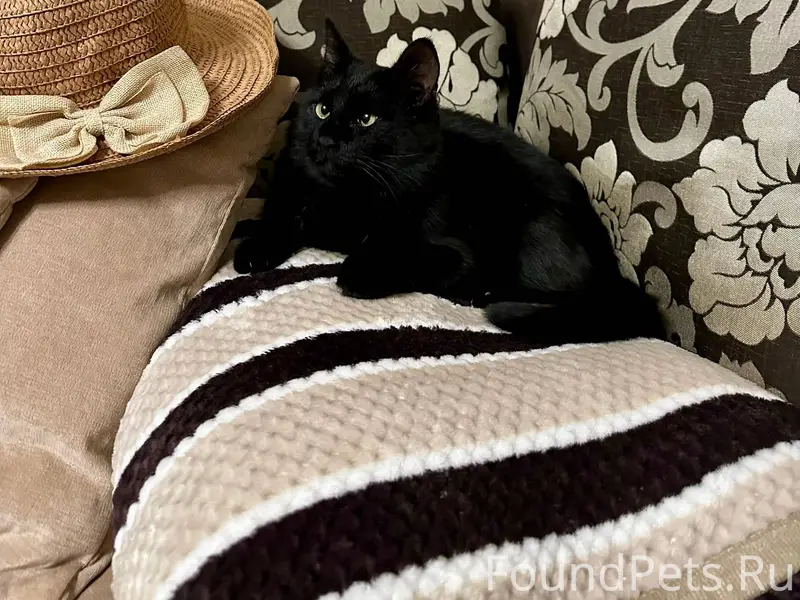 Пропал кот Борис. Комсомольска...