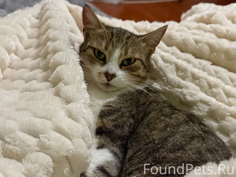 Пропала кошка в районе ул. Гаг...