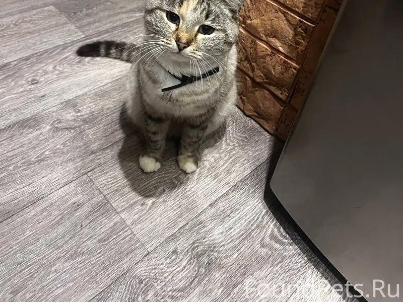 🆘Пропала кошка в районе улицы ...