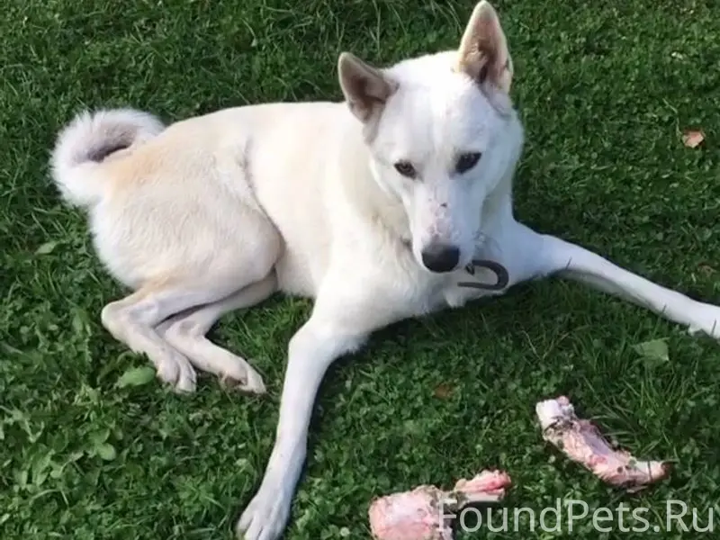 Пропала белая собака породы ла...