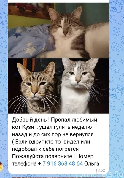Еще потеряшка - котик Кузя. Пр...
