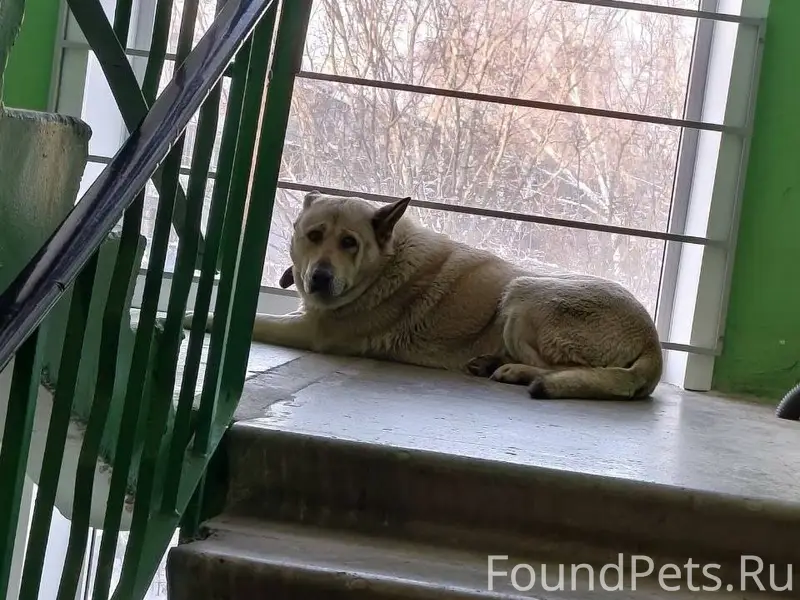 Потерялась собака, кличка Граф...