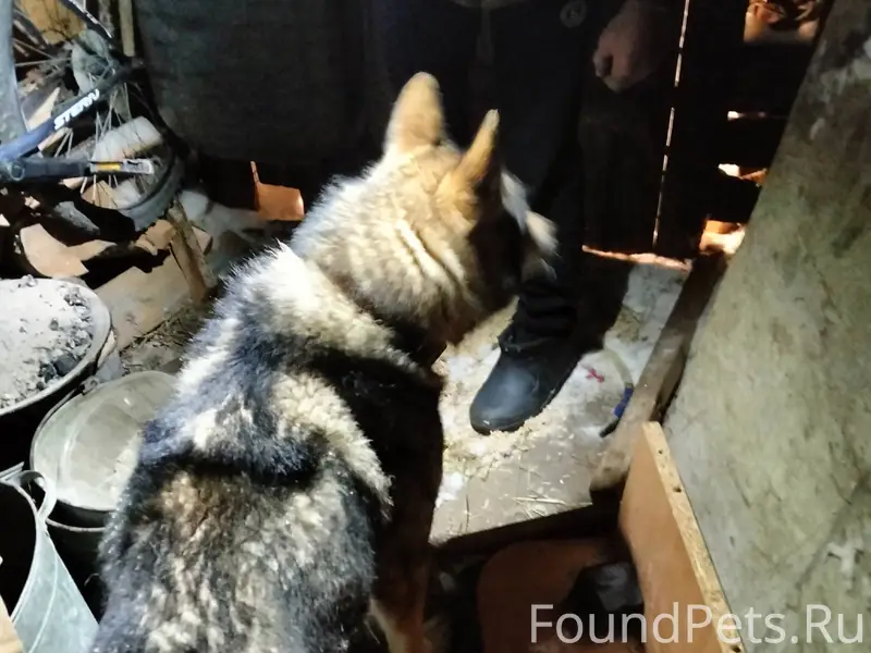 Рыбаки кто потерял собаку ? На...