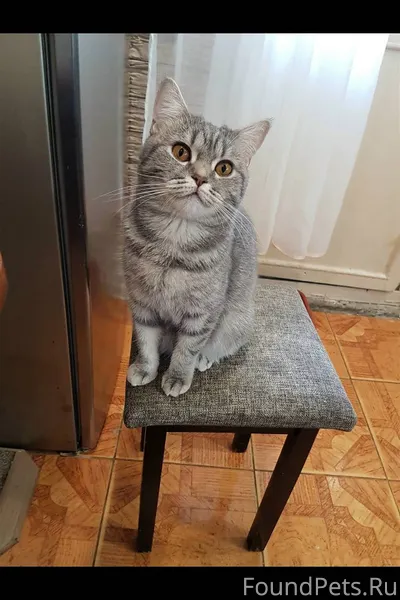 В районе Алтаева пропала кошка...