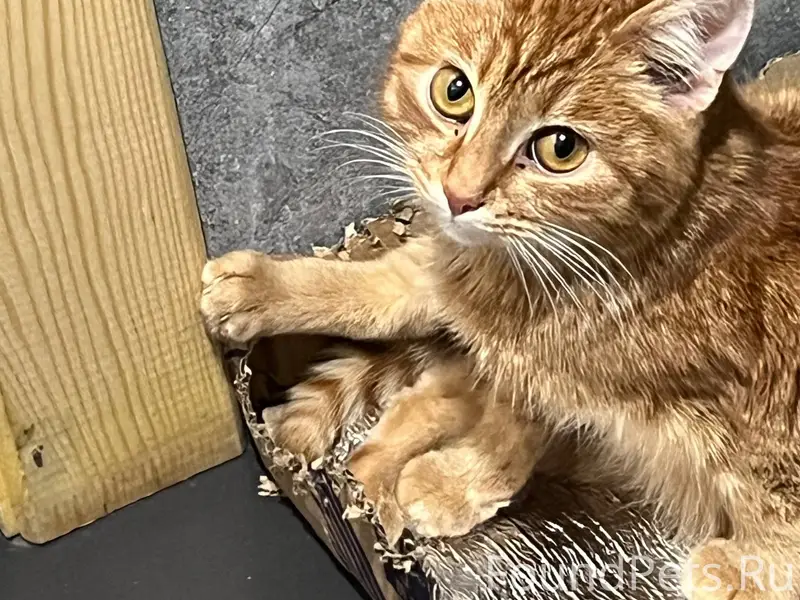 Пропал кот,в районе станции Мо...