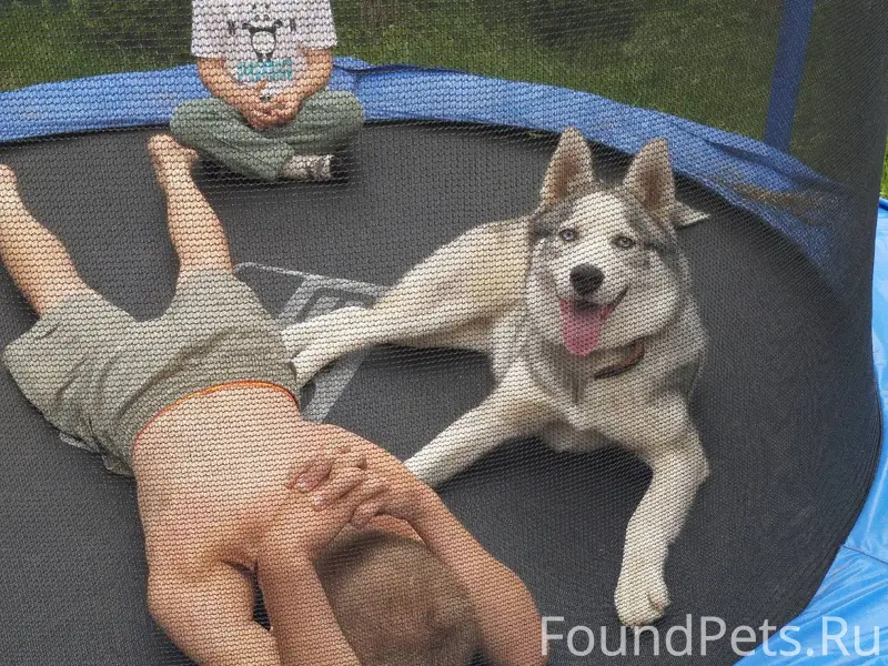 Друзья, убежала собака,хаски п...